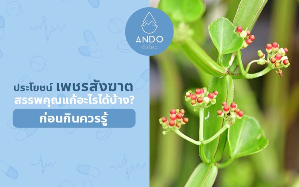 ประโยชน์เพชรสังฆาตสรรพคุณแก้อะไรได้บ้าง