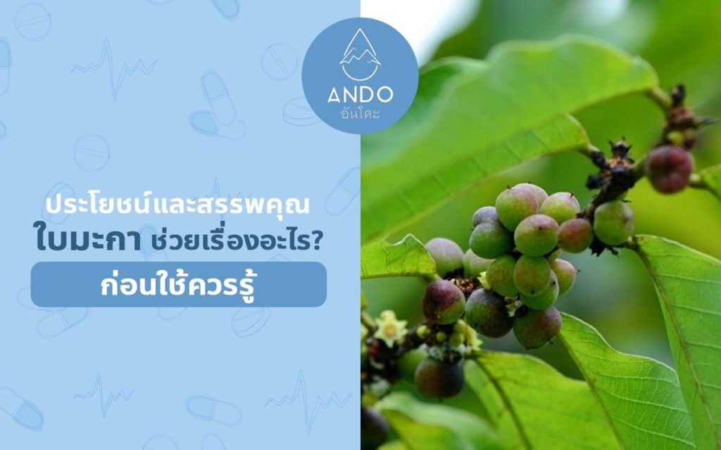 ประโยชน์และสรรพคุณ ใบมะกา ช่วยเรื่องอะไร