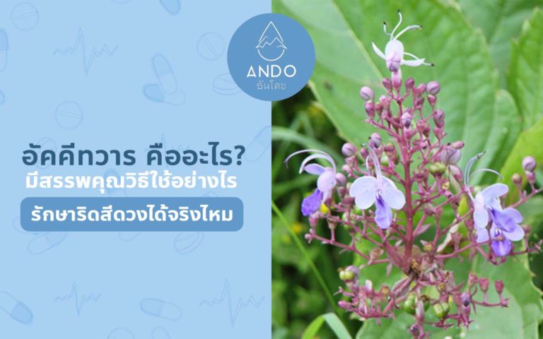 อัคคีทวาร คืออะไร? มีสรรพคุณและวิธีใช้อย่างไร? ช่วยเรื่องริดสีดวงได้จริงไหม?