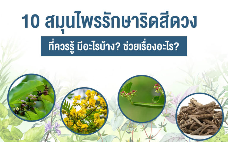 10 สมุนไพรรักษาริดสีดวง ที่ควรรู้ มีอะไรบ้าง? ช่วยเรื่องอะไร?