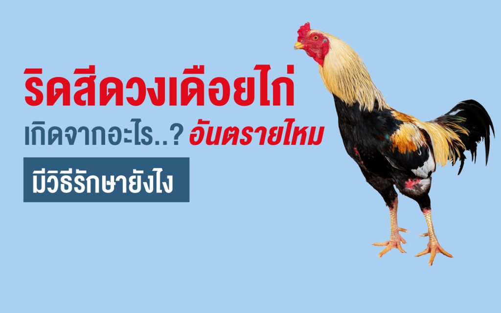 ริดสีดวงเดือยไก่ คืออะไร