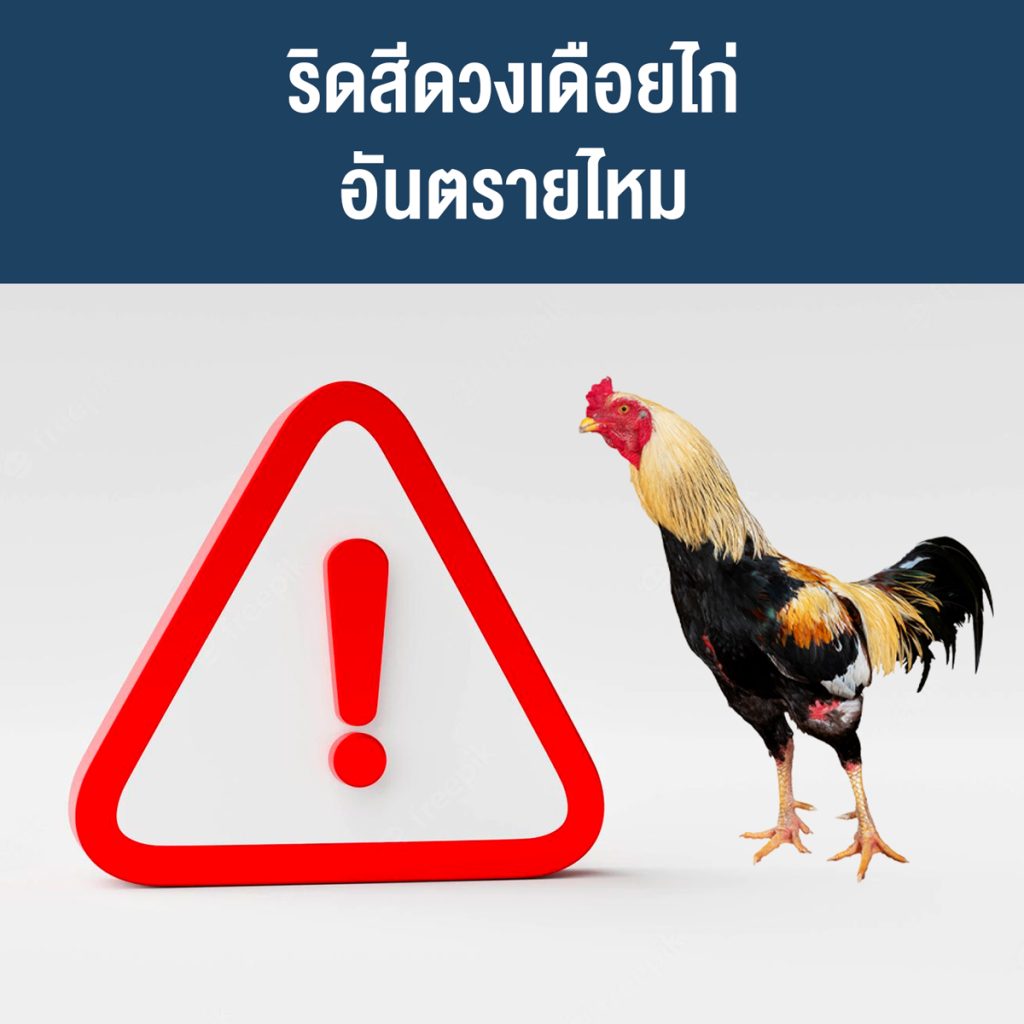 ริดสีดวงเดือยไก่-อันตรายไหม